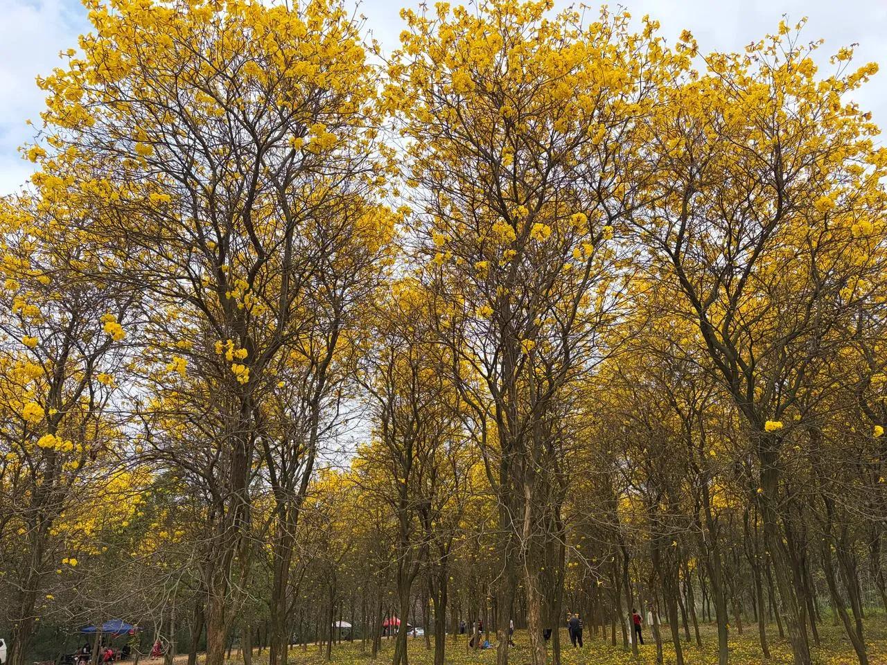 关于涵涵之事，妻子早逝，涵涵不满三岁，父亲作为大男人不会带孩子，要求小姨帮忙带孩