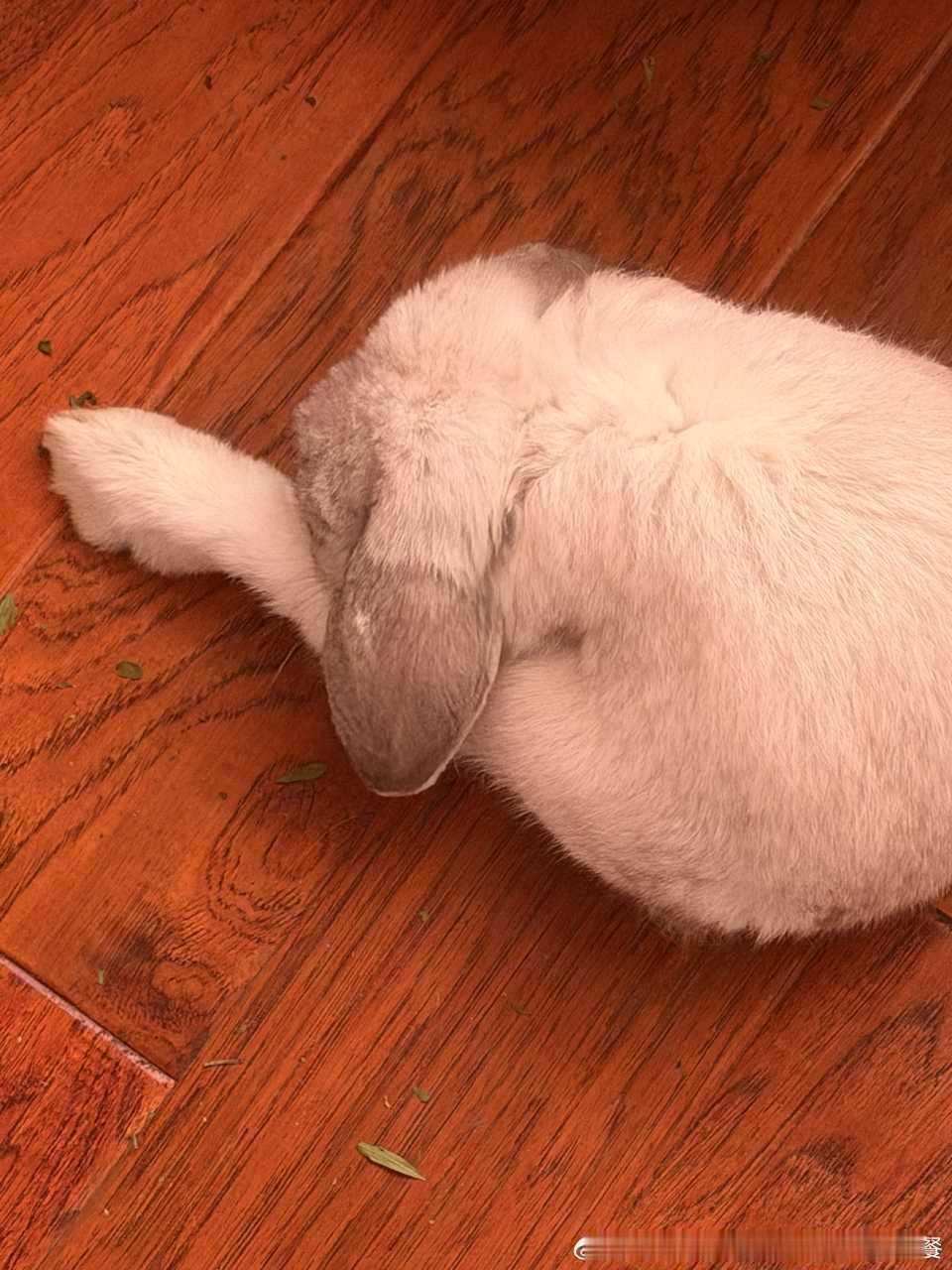 15048🐇【舔舔】 ​​​