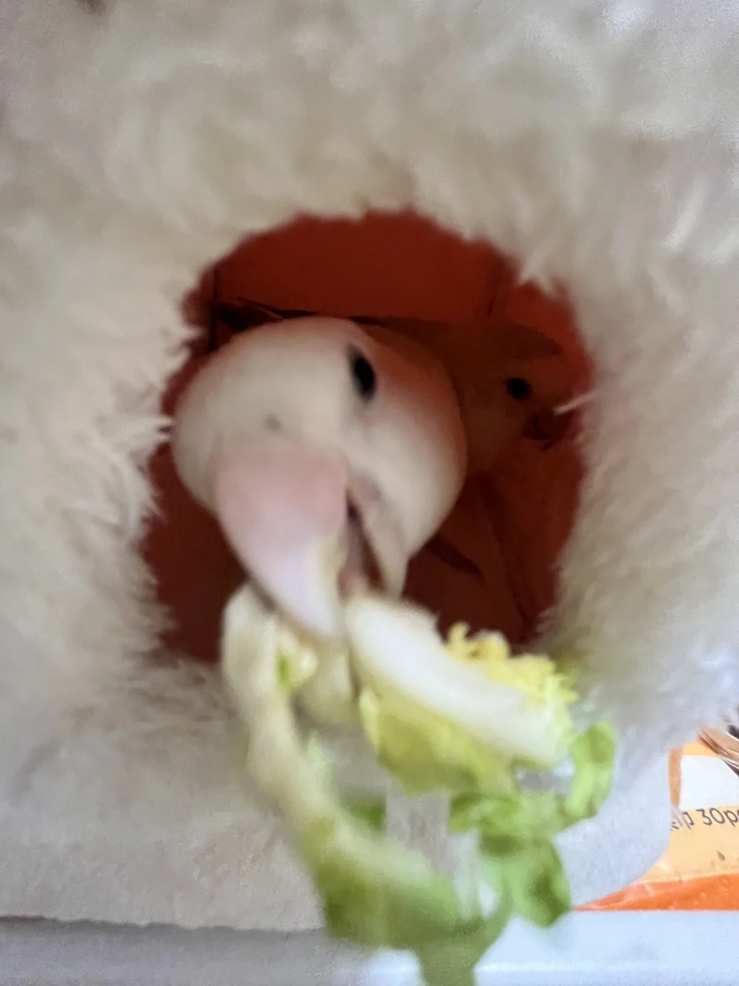 我勒个史前恐龙捕猎珍贵映像