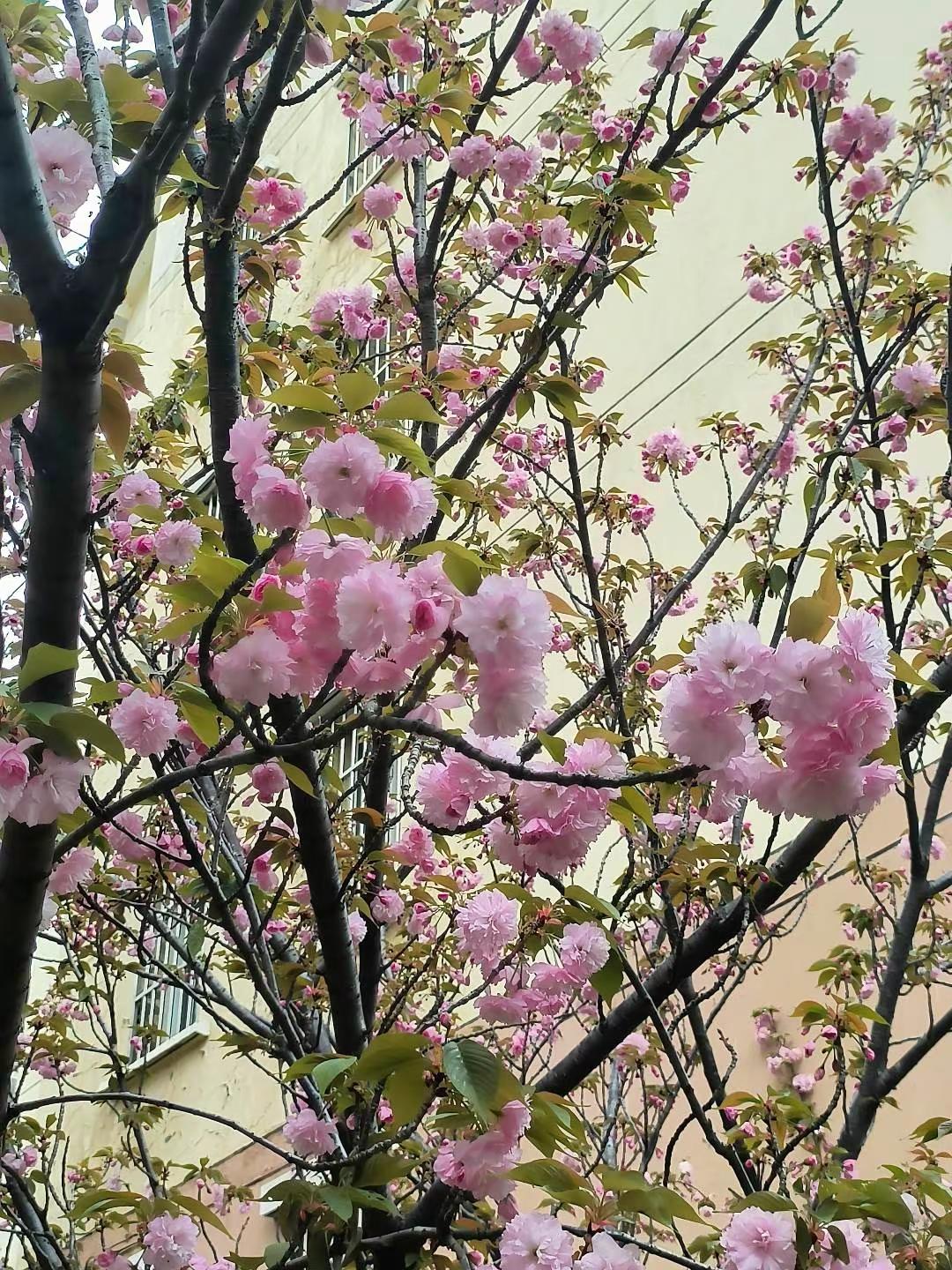 发发，修欧发发春日樱花季节