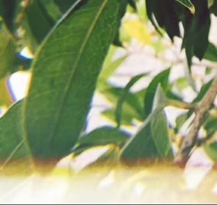 0000人生似一束鲜花，仔细观赏，才能看到它的美丽，人生似一杯清茶，细细品味，才