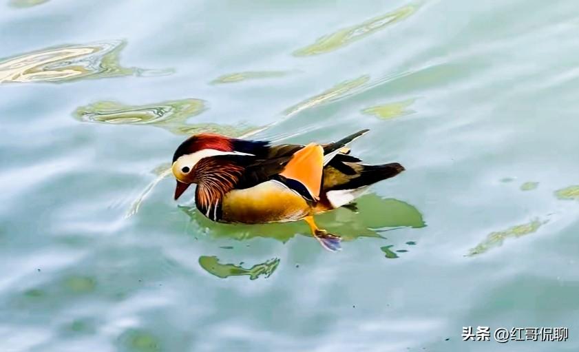 一张图证明你去过颐和园天暖水绿鸳鸯欢，春光洋溢颐和园。