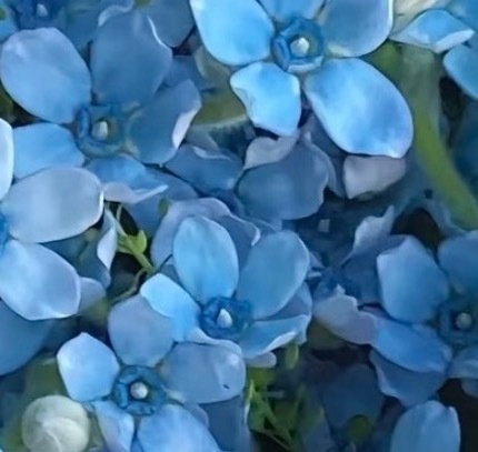 每日一善💜月尹星邱兔种植笔记｜蓝星花 0000蓝星花花朵呈五角星形，颜色清透柔