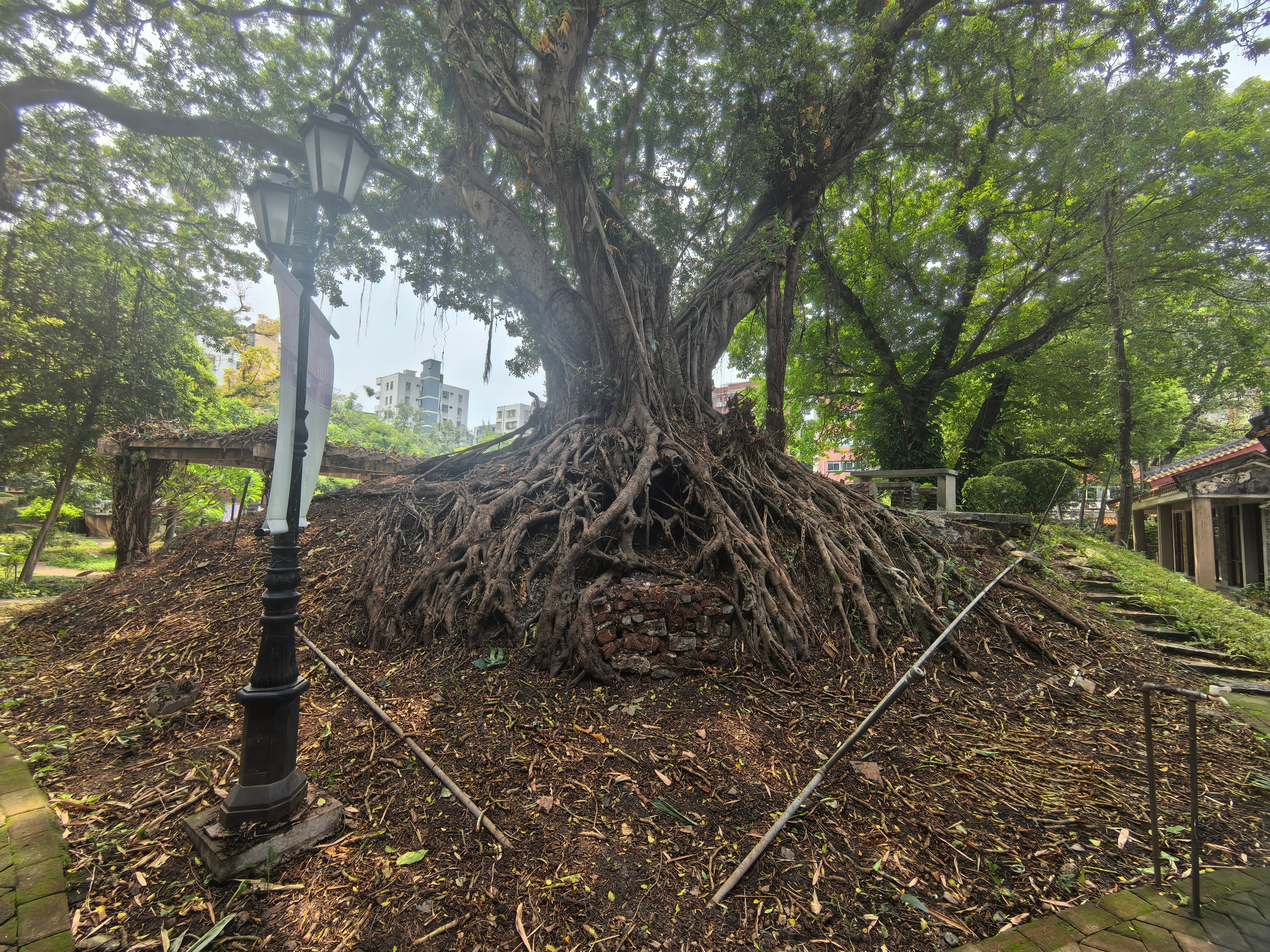 邻居多年来种绿植的地方在今天都彻底变样了。图四那里也是几十年第一次这样…… 