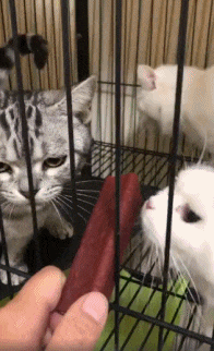 看到最后一只猫的样子
属实忍不住