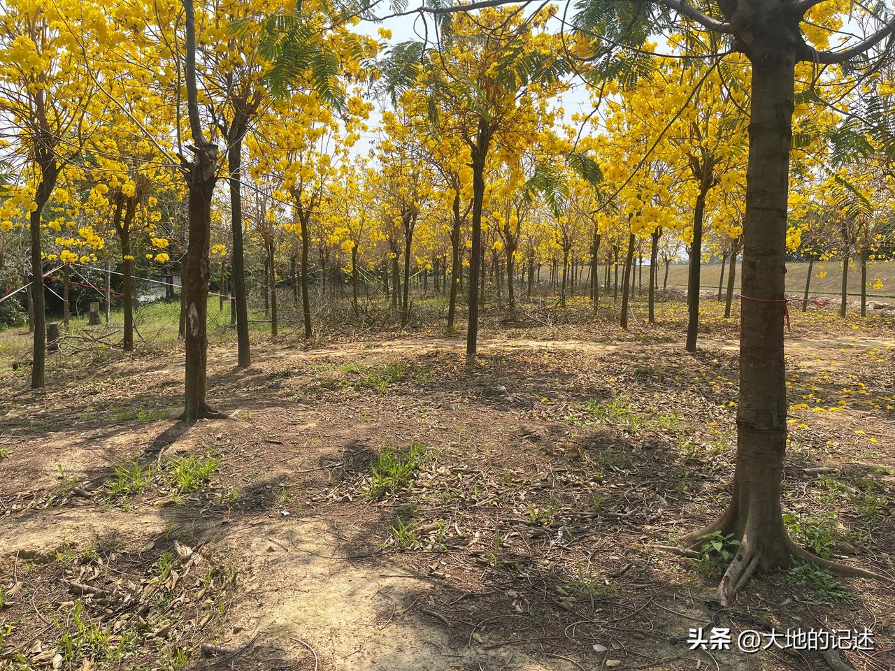 花都区赤坭镇九曲弯曲的绿道，缓缓的水流，河畔边上的大片风铃花、木棉花、紫荆花正在