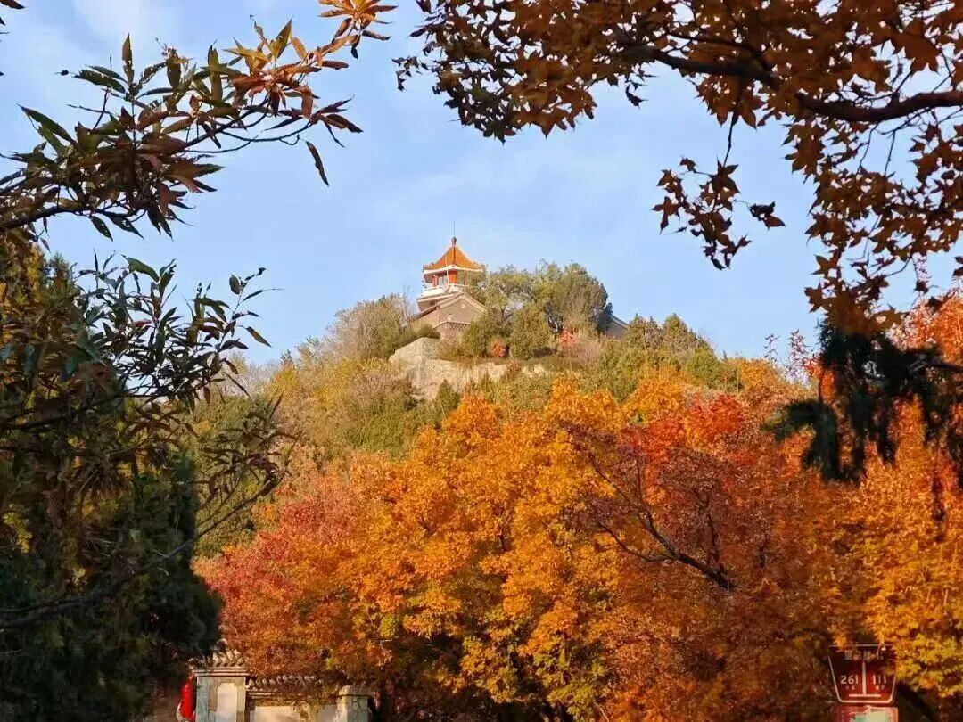 多彩京秋丨全市彩叶树变色率播报（2025.11.12）