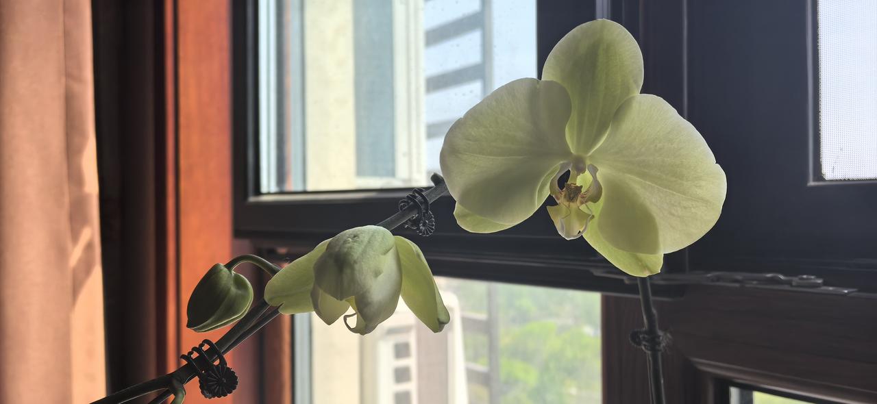 发一张你相册最近拍的花要开，开了