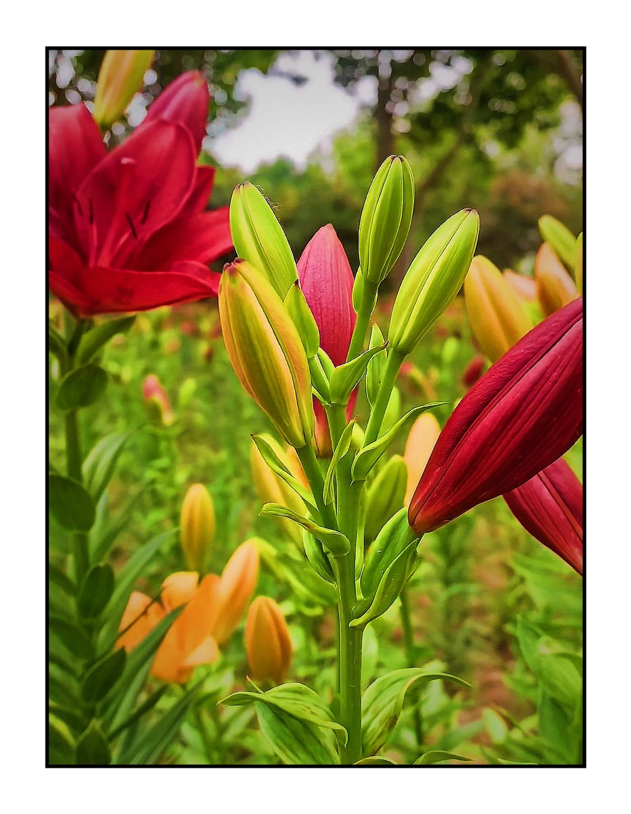 分享一张随手拍的花北京的公园百合花