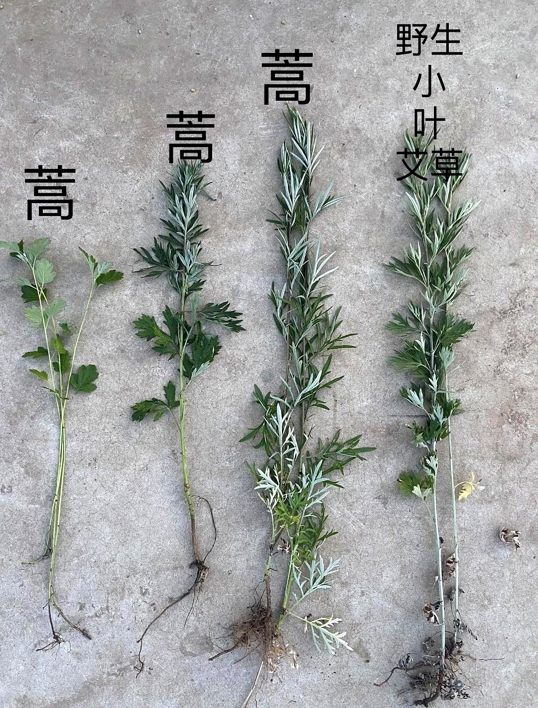 端午还没到，艾草已经先火起来了，你家门口的菜市场是不是也开始一捆一捆往外摆了？