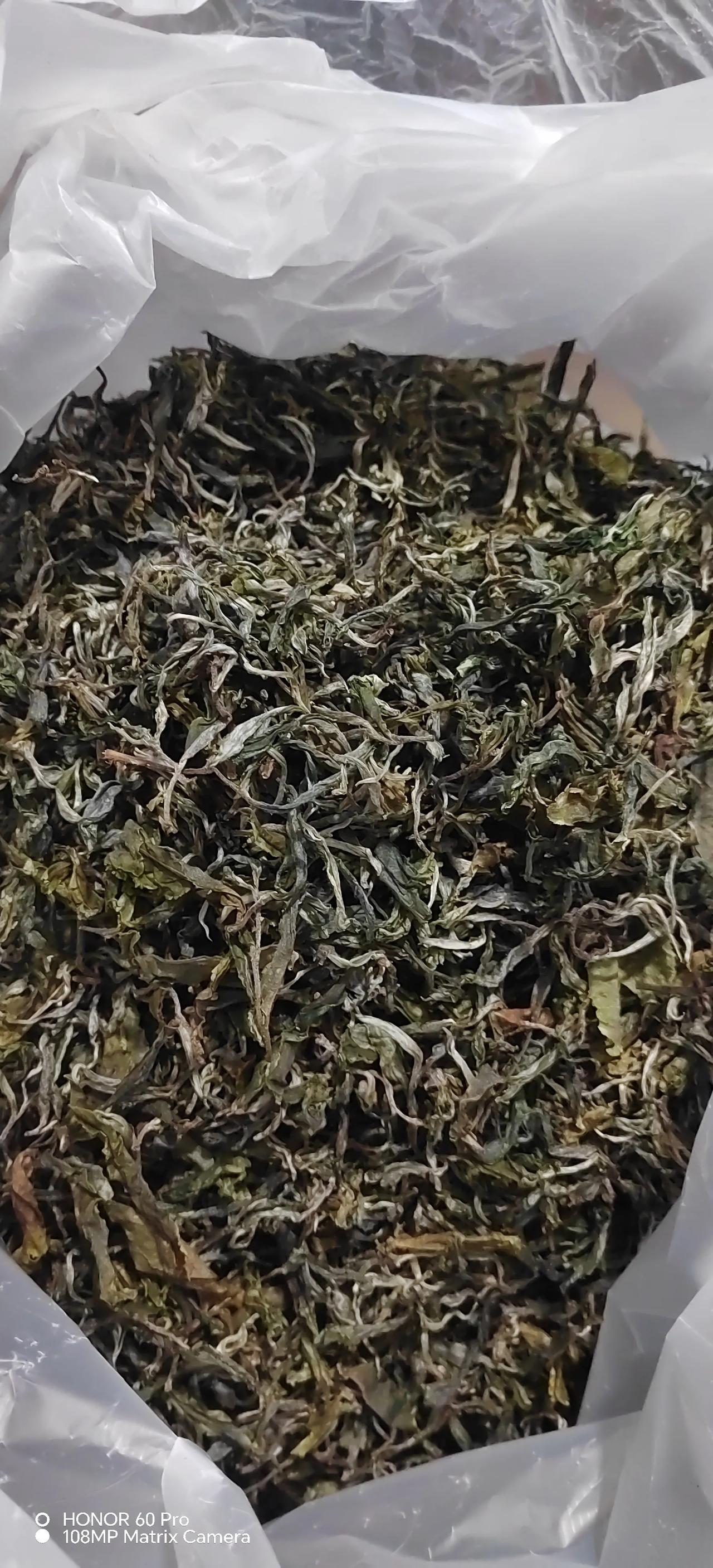 2025年头春头采出来啦，鲜甜甘爽，好喝林下珍品 茶叶珍品