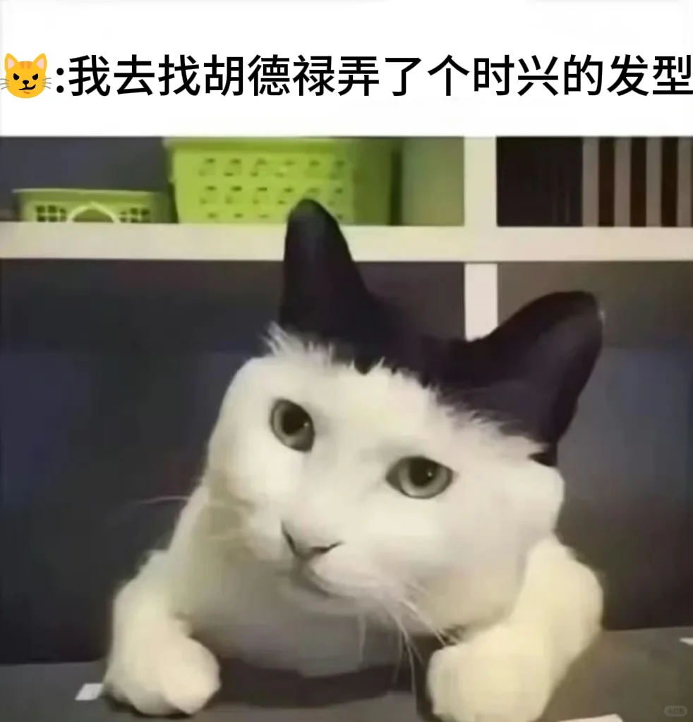 今日份的猫猫梗图 你干甚去了！