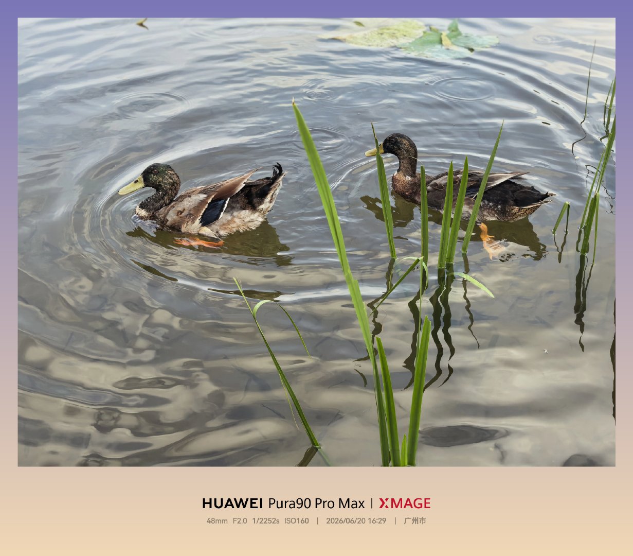 🦆 广州·东山湖公园