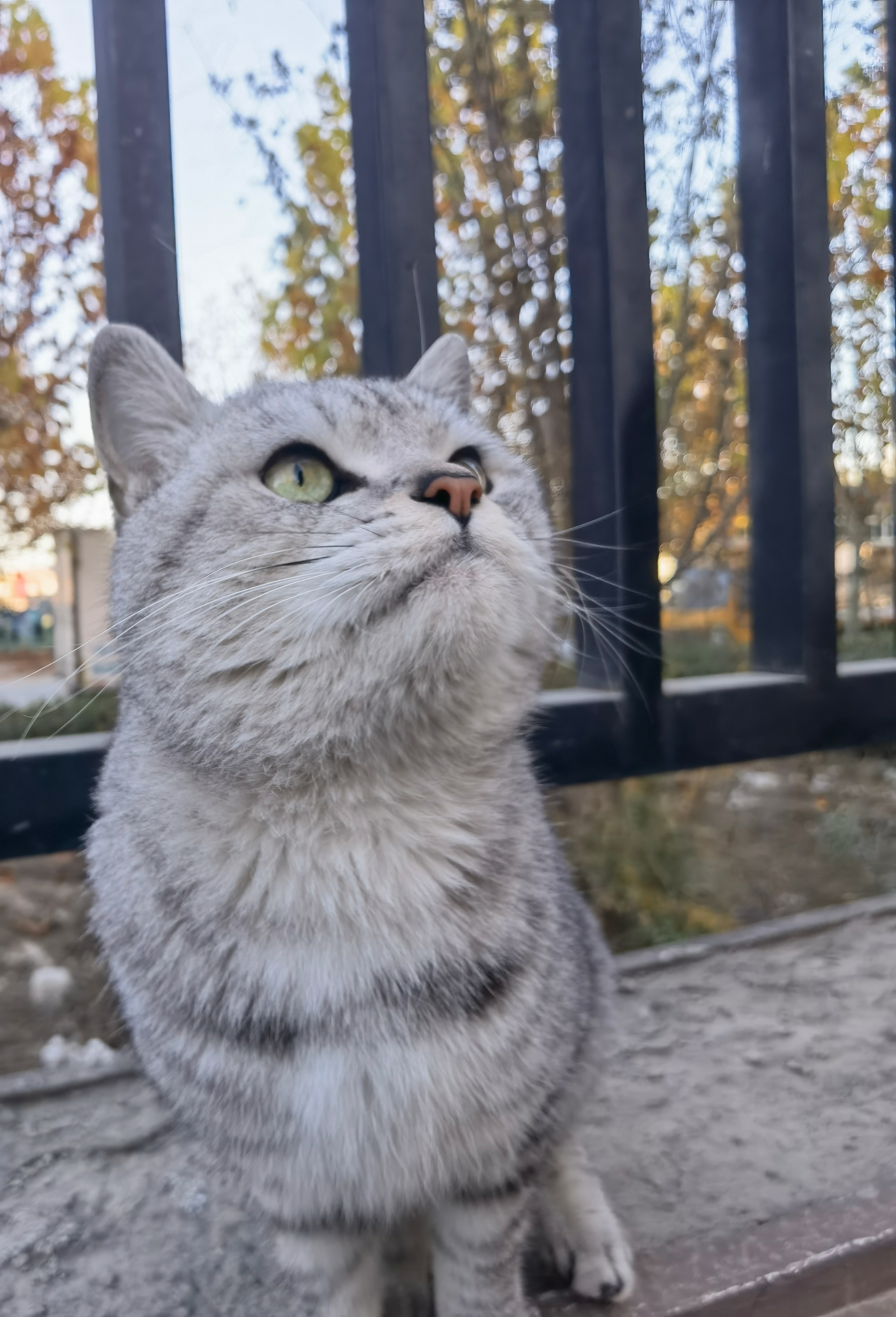 *碎碎念*茄子土豆豆角猪油渣鸡蛋电饭煲一锅出，没有肉，吃着寡然无味，浪费了美好的