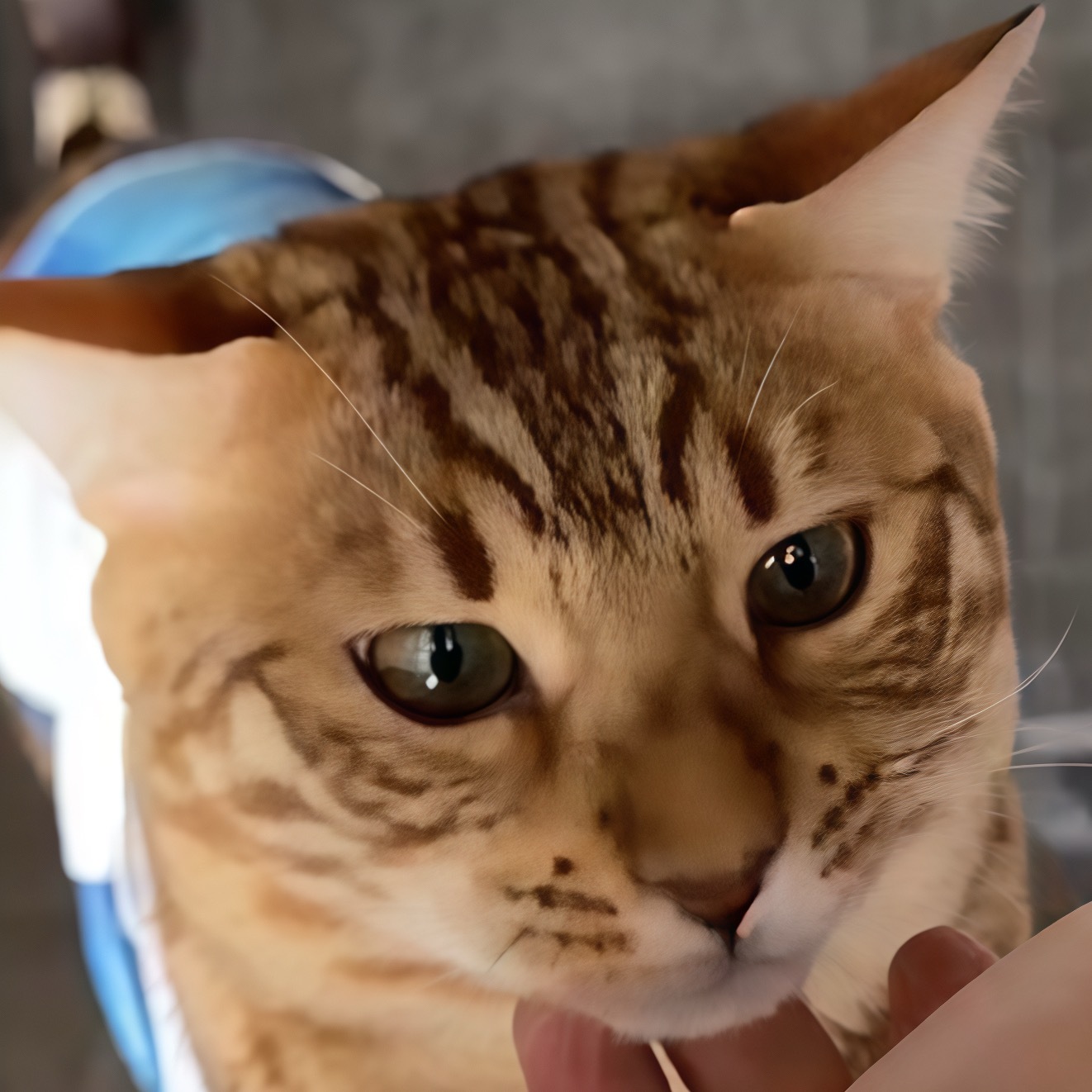 大鱼是聪明猫！！！ 