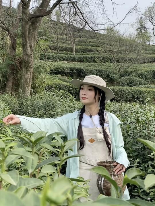 明前龙井也是采上了🍵🍃