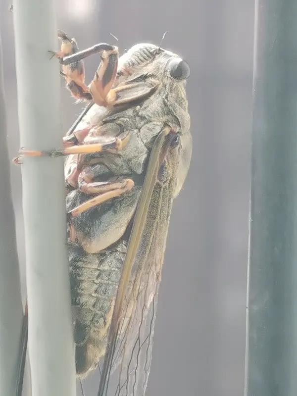 看到“晚风绕院听蝉语”这个上联，瞬间感觉画面感拉满，仿佛能看到傍晚时分，微风轻绕