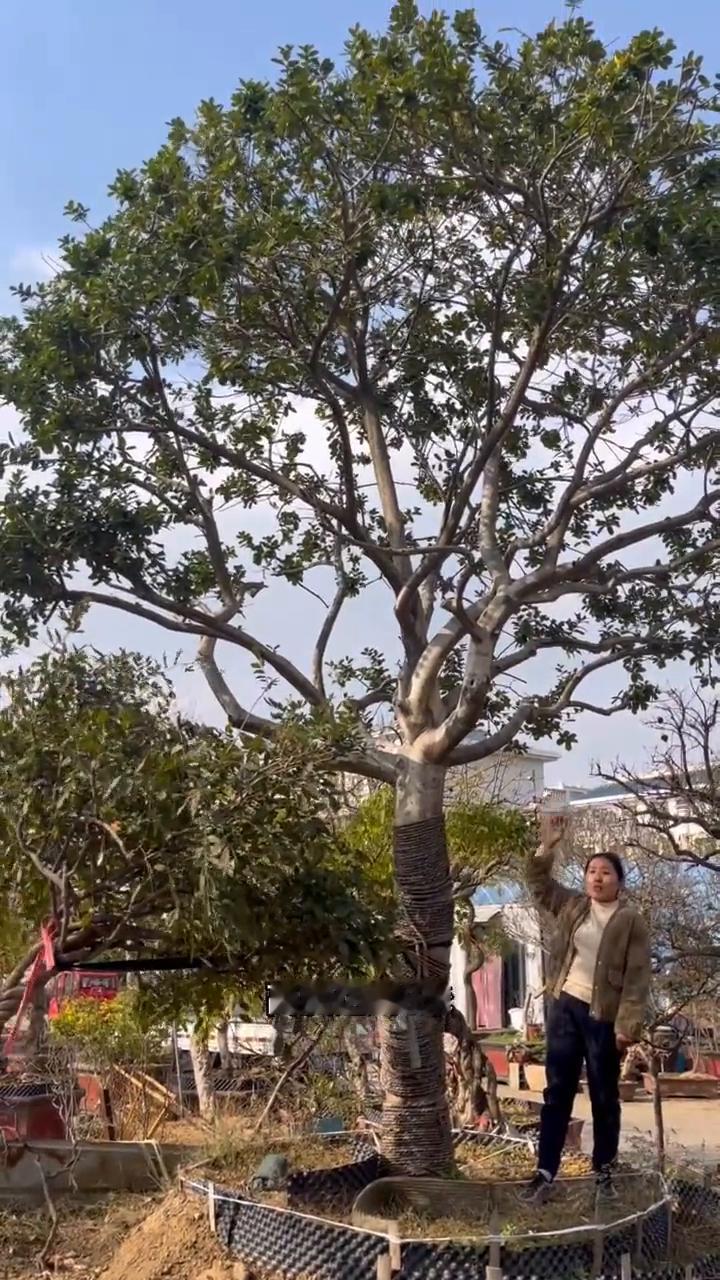 北方金玉满堂。
128800一颗北方的金玉满堂，米径30多公分，高度达到5米，冠