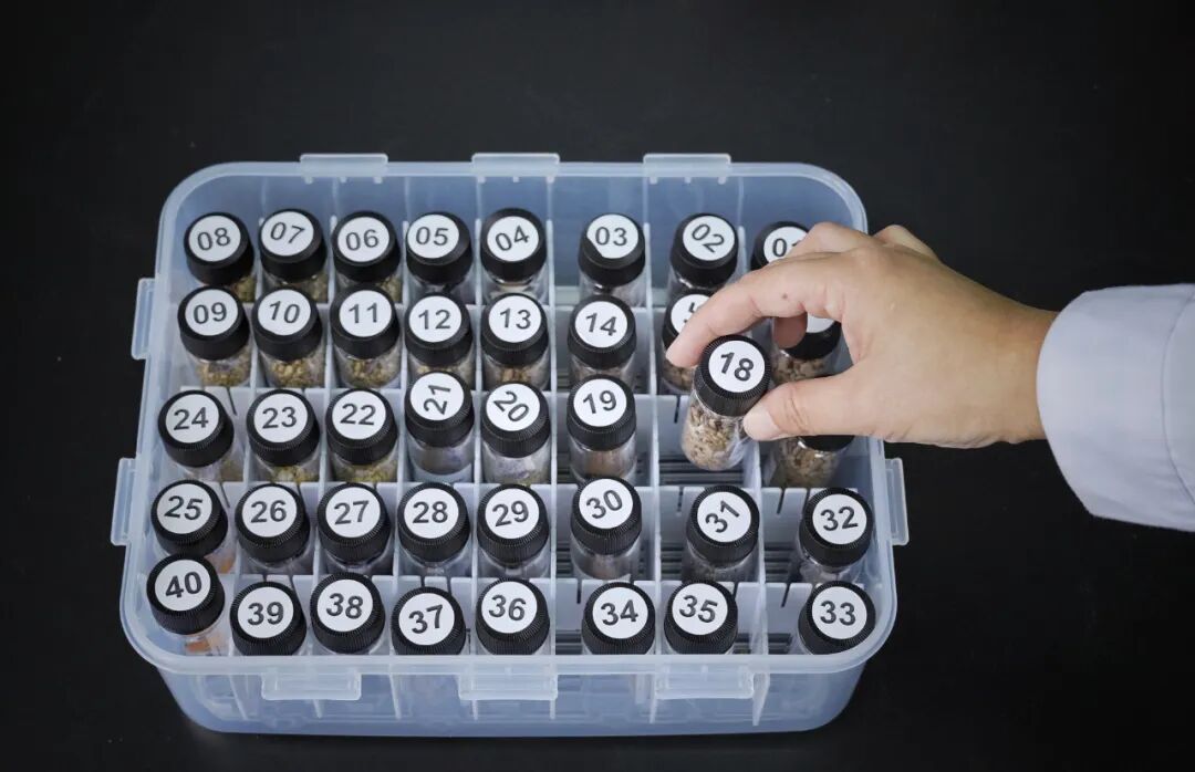 如何把种子存进植物“诺亚方舟”？国家植物园提前“预演”