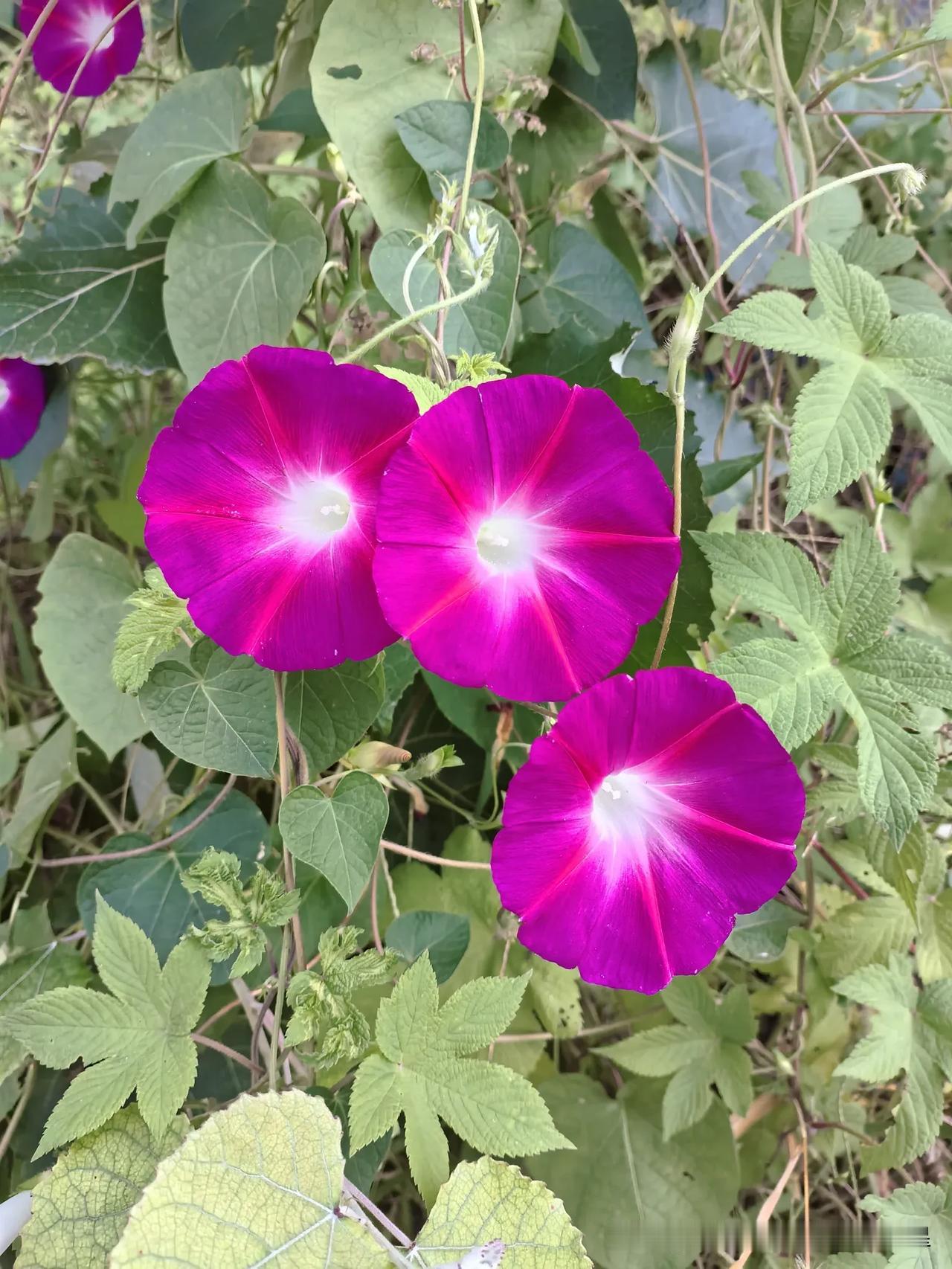 这才是收获季节该有的样子