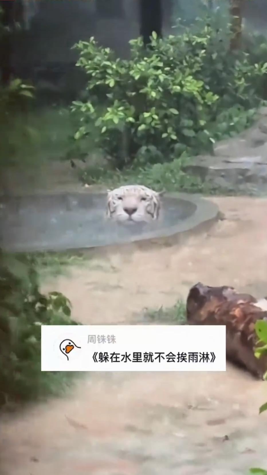 一只白虎，在广东动物园的暴雨中，眨着大眼睛，在泡澡！
水池里，白虎，只有大脑袋露