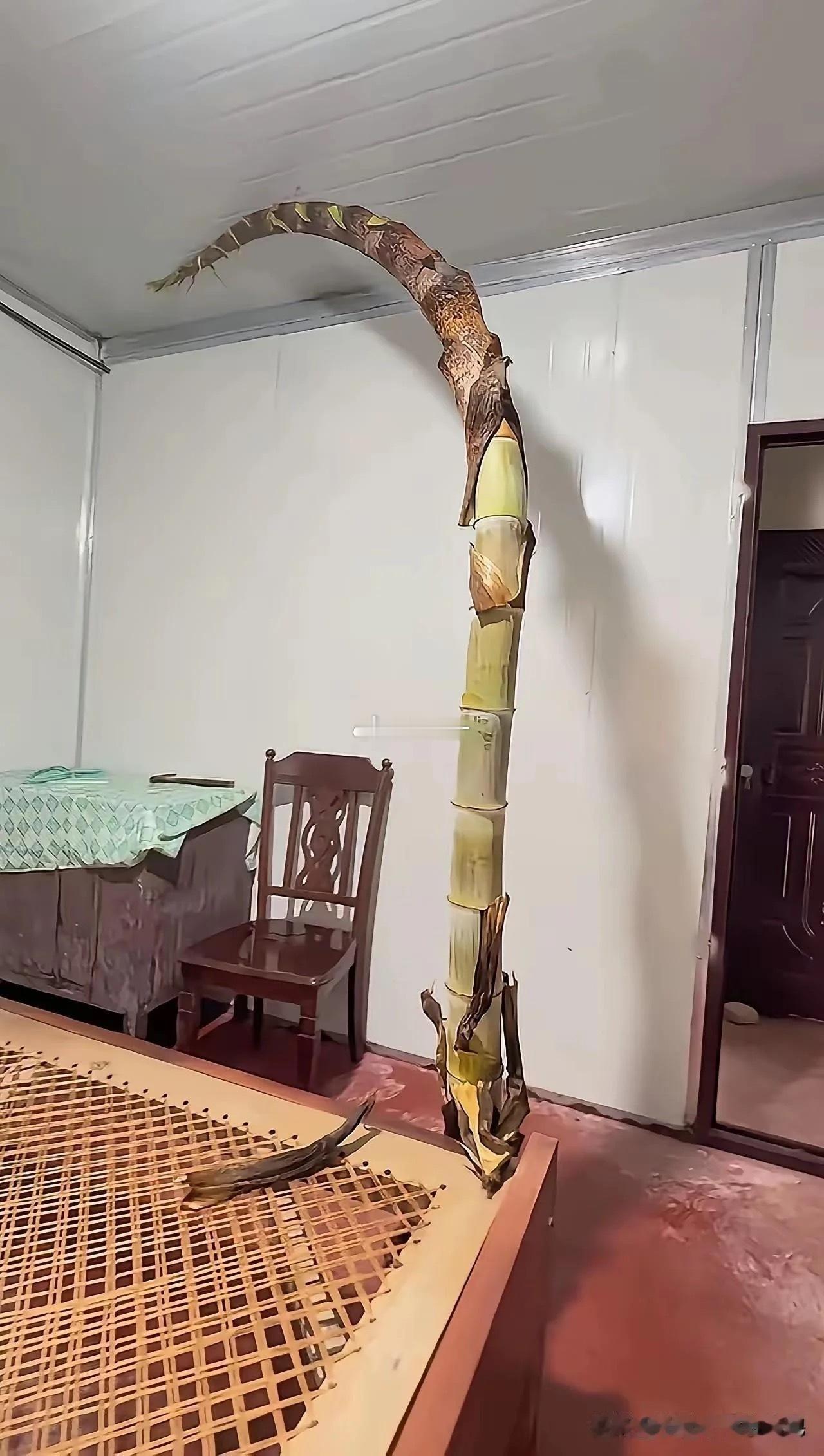 所以说，房前屋后不要种竹子 