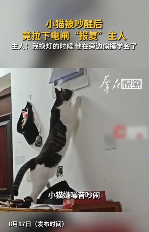 “简直成精啦！”8月17日消息，河南郑州，夜里猫咪都已经睡熟，男子还在边上打游戏