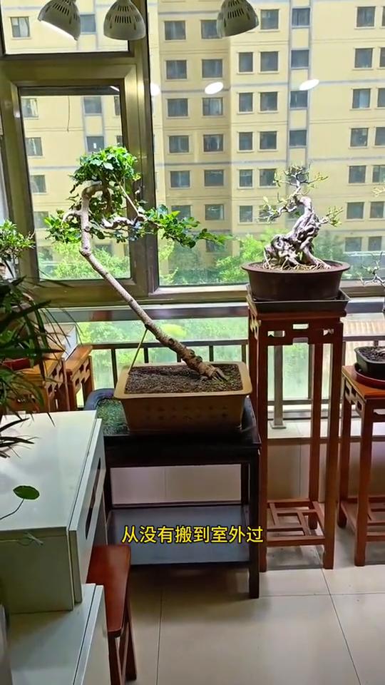 解答室内阳台玩盆景常见的几个问题。
·第一，这些盆景每天都在室内养护吗？不需要搬