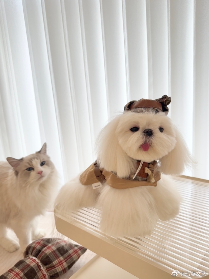 祝绪丹进宝两岁啦进宝两岁啦，在春光与好运中迎来生日，软萌模样太讨喜，愿它一生顺遂