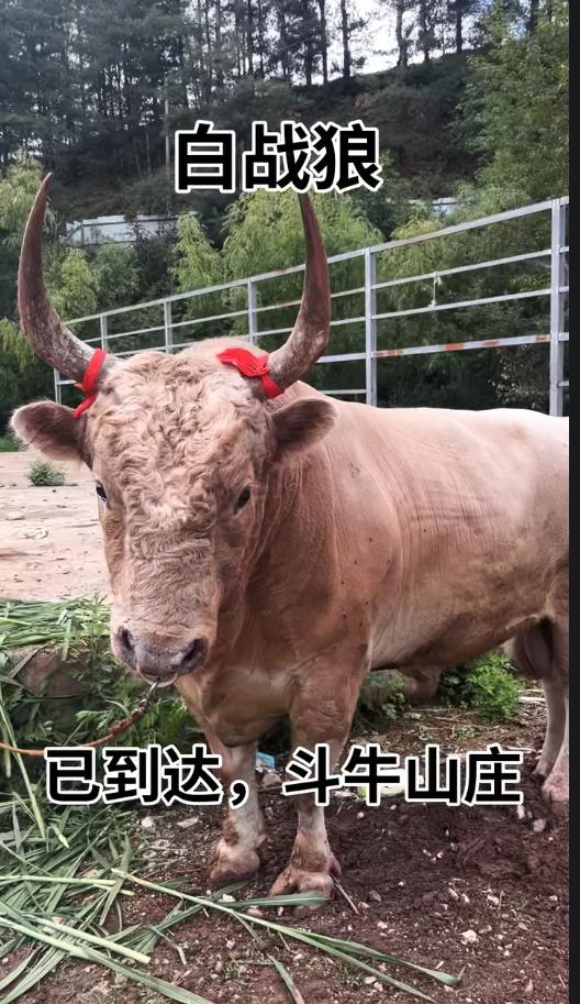 硬货