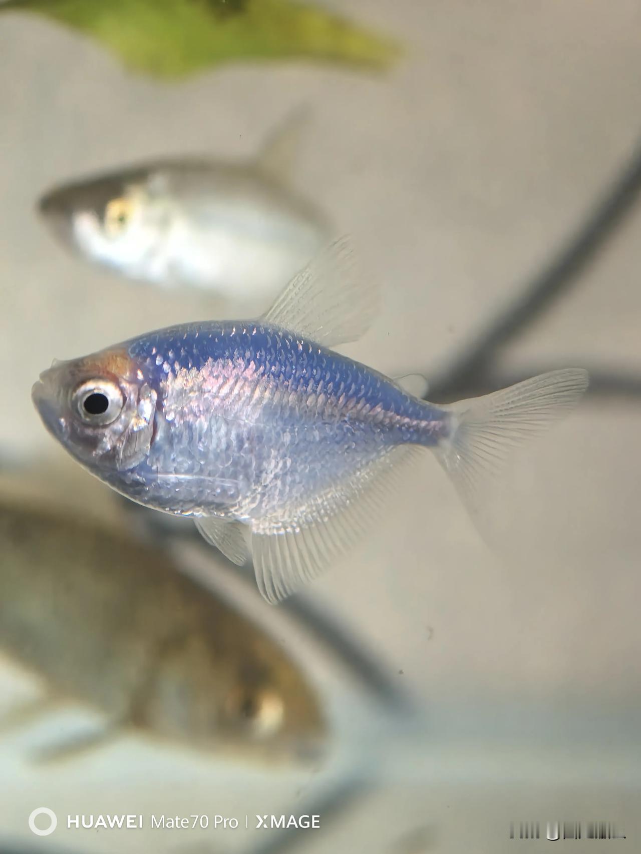 货币超发，不一定会物价高，通胀！

货币多，不等于物价高！要结合流通性，与商品周