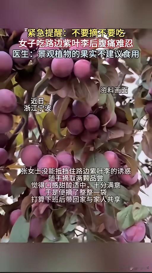 “路边的果子不要采！”6月6日报道，浙江宁波，一女子看到路边的紫叶李熟了，十分的