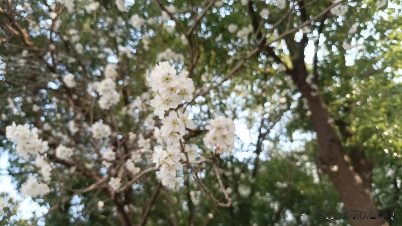 雇主大姐家的棋牌室 总是 三缺一，这 个星期 有一天中午就没有做饭，因为没有人来