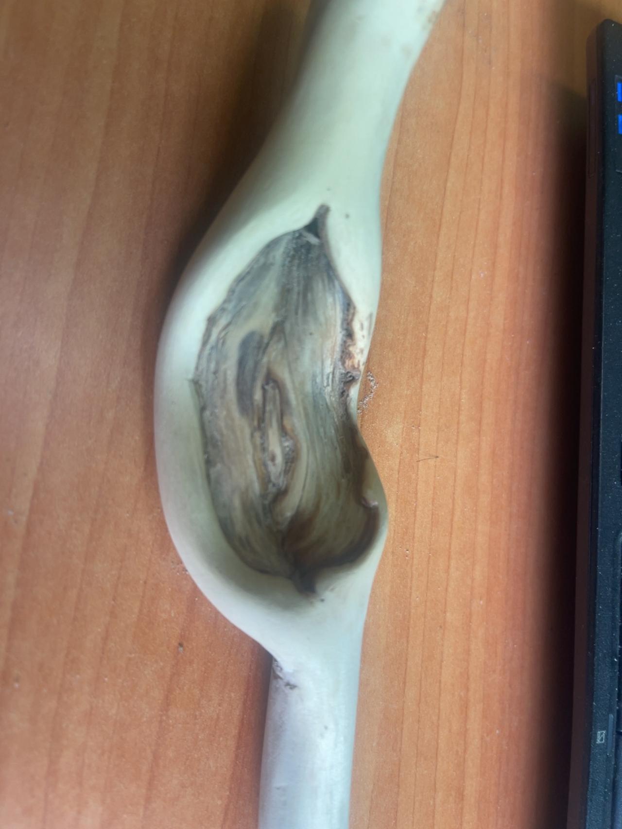 木心藏意：天然凹疤里的如意禅

你亲手打磨的这件随形如意，最动人的不是流畅的线条