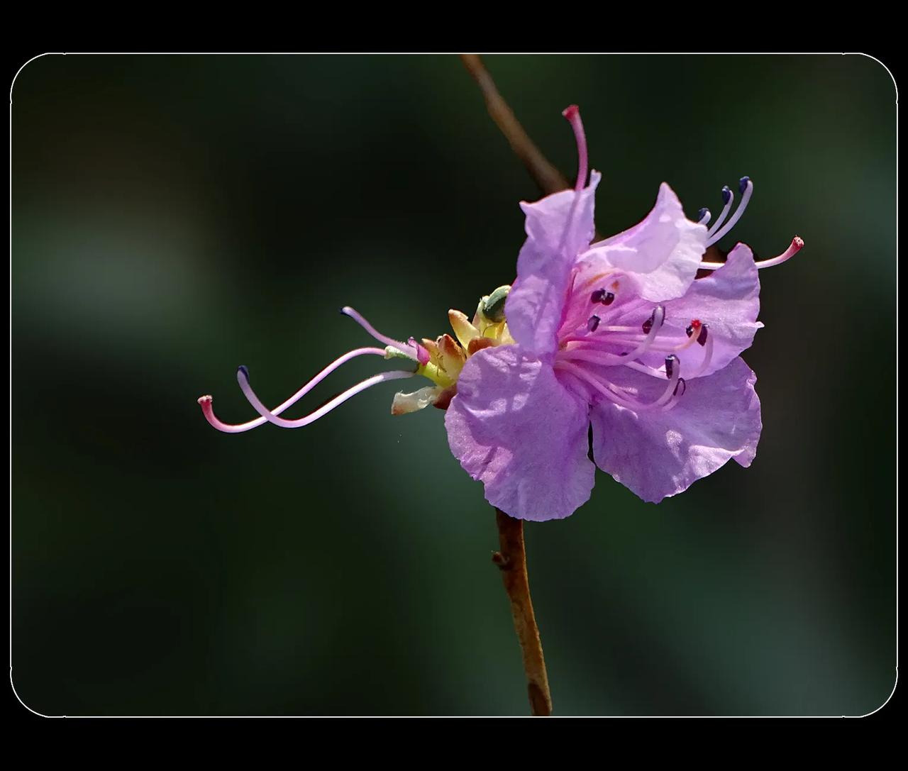 《迎红杜鹃花》
迎红杜鹃，杜鹃花的一个品种，拍摄于成都植物园。此花开花时，竟然没