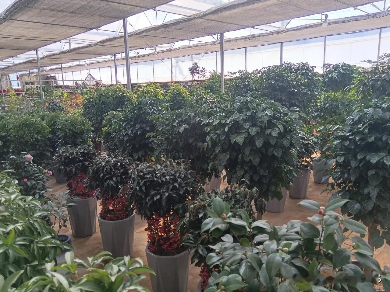 徜徉花房，尽享春光。

今天阳光明媚，春和景明，应好友邀约，到市郊花房赏花。
