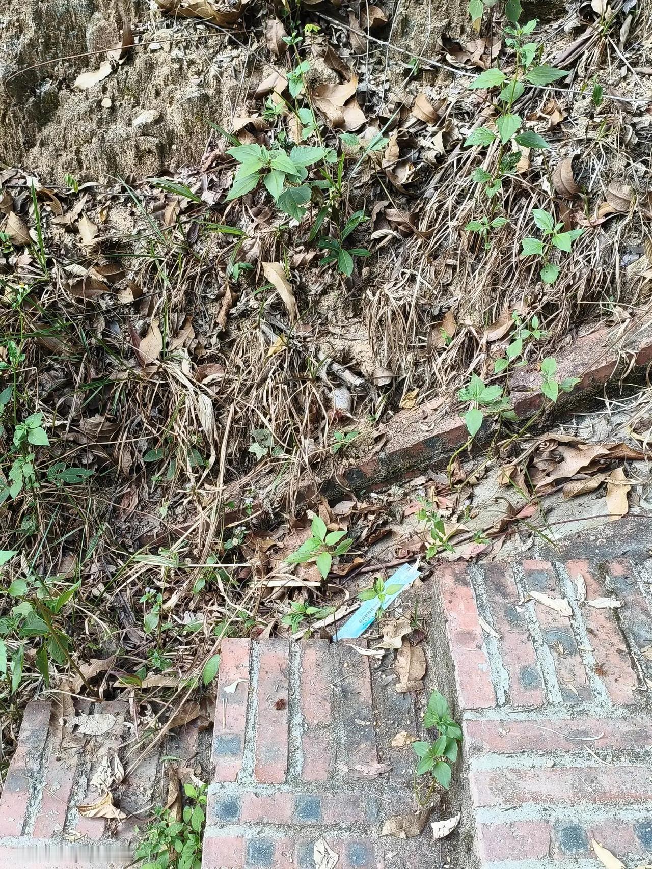 蛇🐍抓蛤蟆🐸