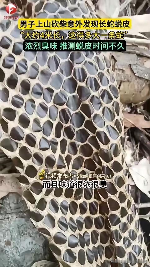 “活久见！”近日，广西河池，一男子上山砍柴时，突然闻到周围有一股恶臭味，他仔细寻