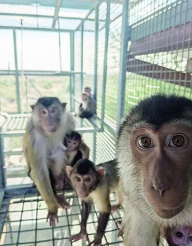 【美国CDC实验猴“退休”计划引争议】美国疾病控制与预防中心（CDC）计划将16