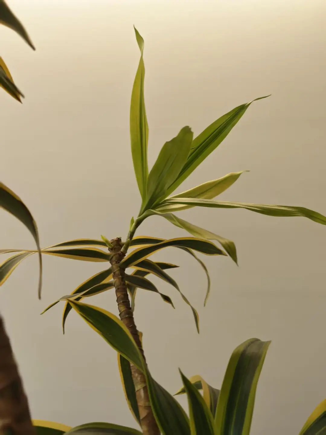 植物会说话，也在偷偷长新芽