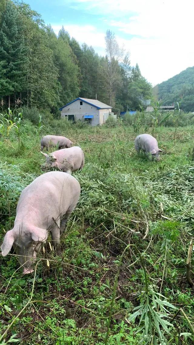 朋友小罗这两年没打工，在农村山脚下，包了十几亩地，种点蔬菜，散养点土猪，网络直播