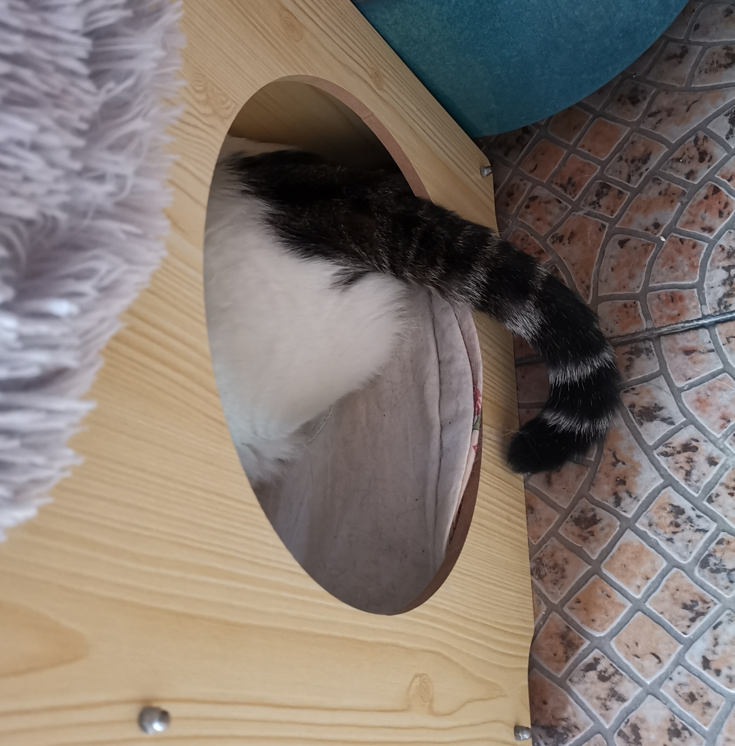 猫宁。昨日猫宁暂停。今日多帅强弟，多帅一如既往，强弟只留出一条大尾巴。一日二猫，
