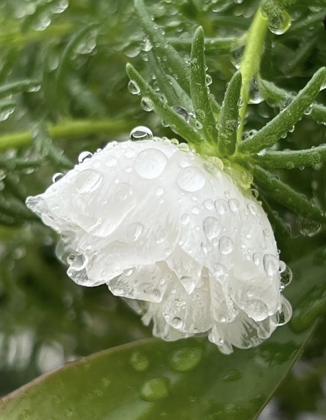 八月晨露 (组诗)

其一

晓色侵帘幕，推窗入菜园。
残星犹隐约，宿雾尚弥漫。