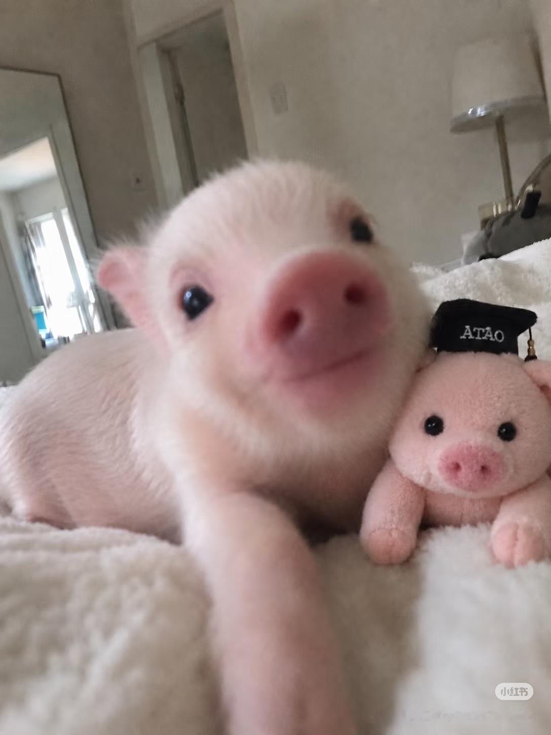 为高考静音的小猪🐷 