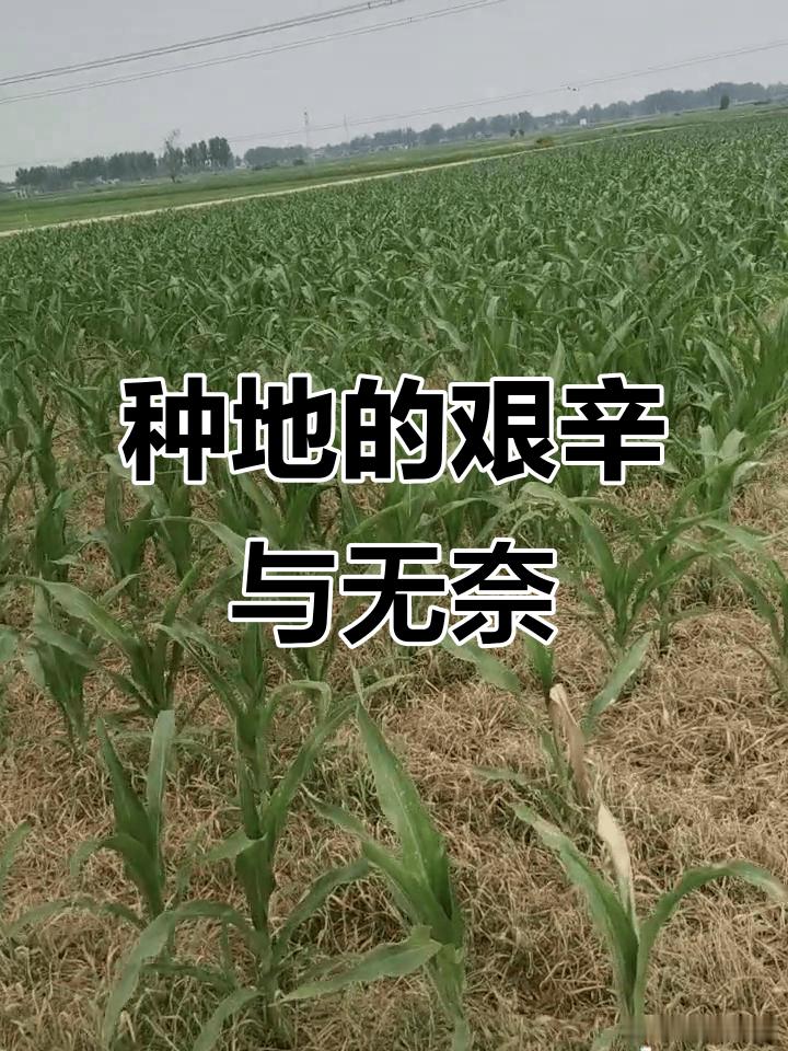 为什么农民最辛苦、收入最低？为什么人们还要做农民呢？有一说法：种田的，饿得慌；编