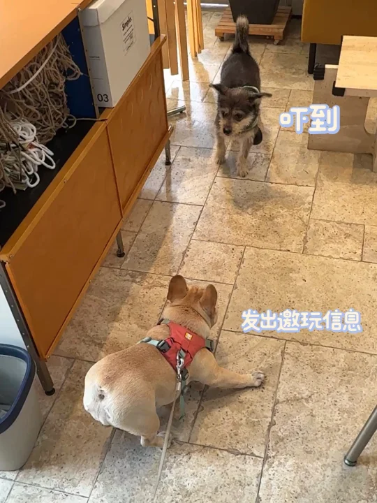 法斗没朋友日常😭邀玩失败