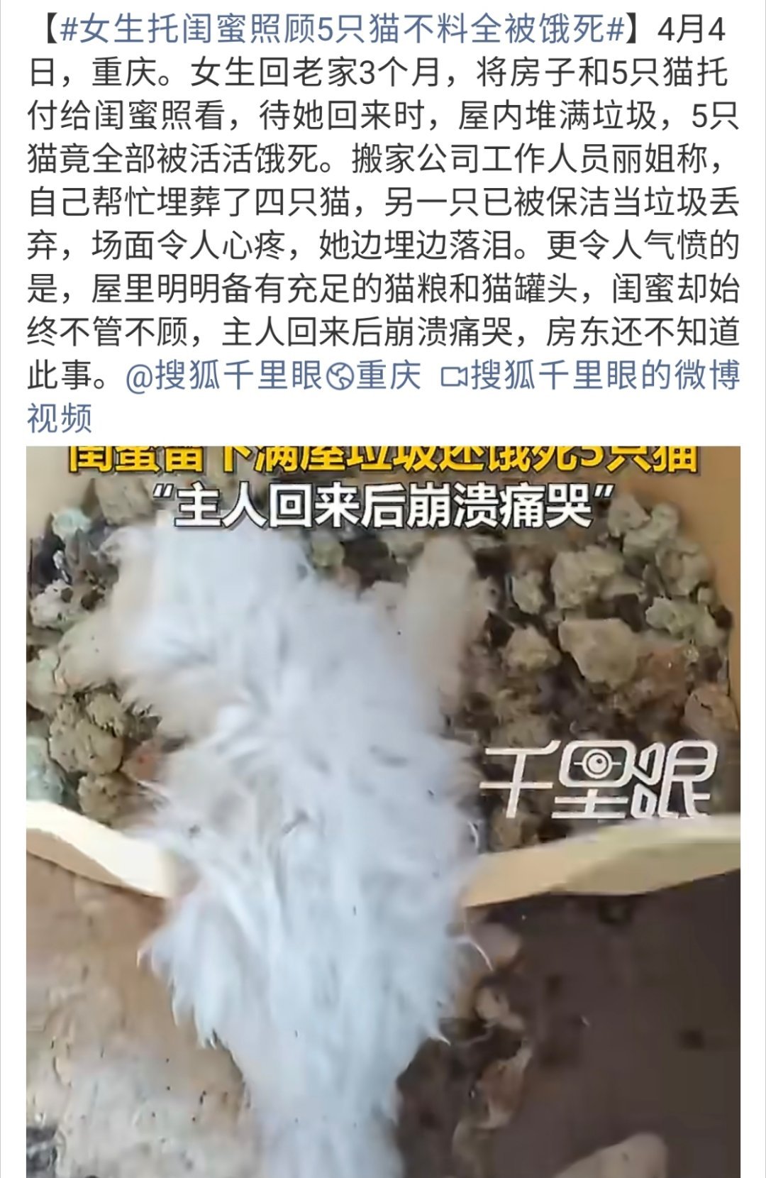 女生托闺蜜照顾5只猫不料全被饿死怎么回事啊……有没有责任心 生活能否自理一点看不