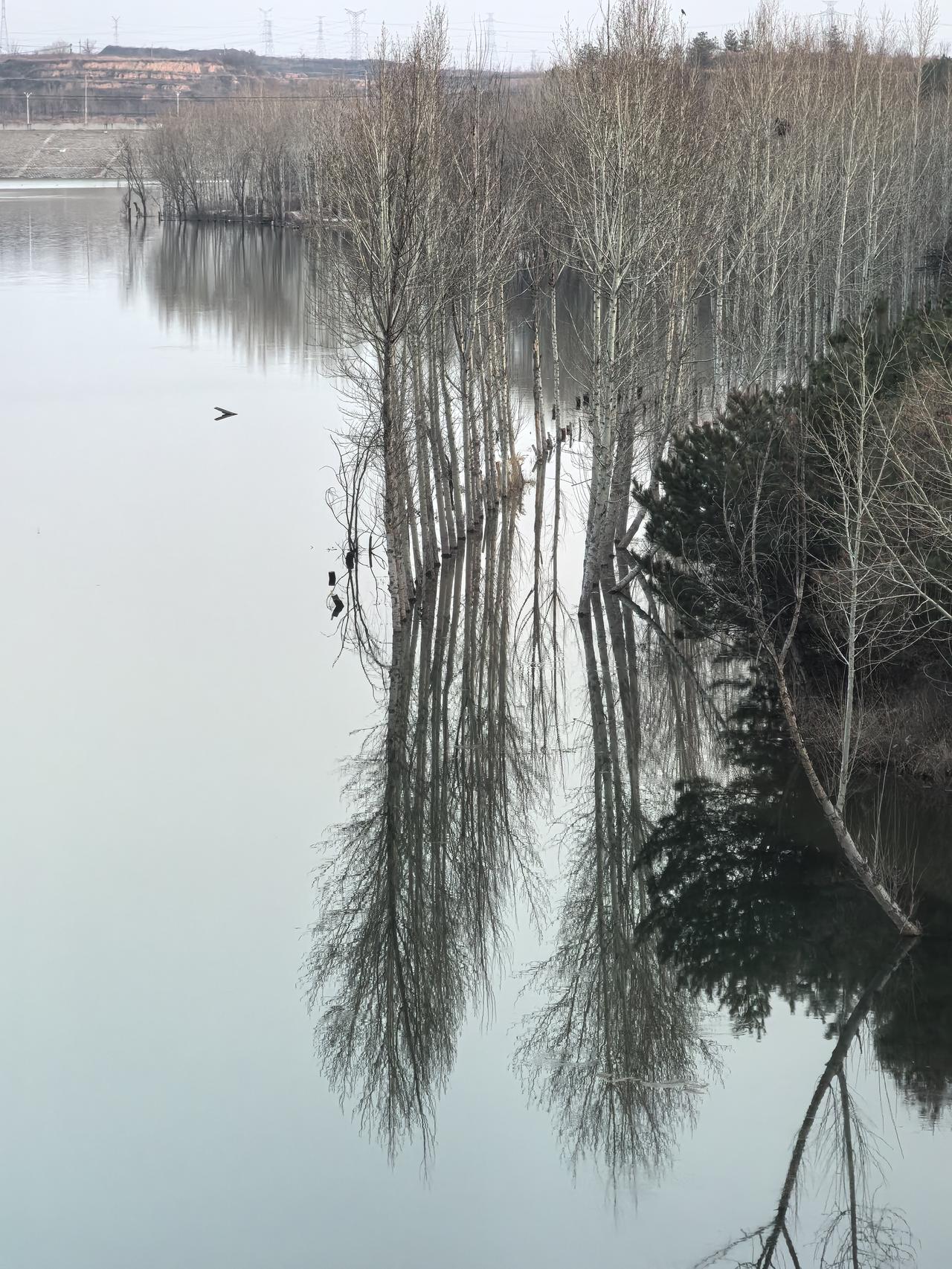 水边树影摇，静听鸟语悠。