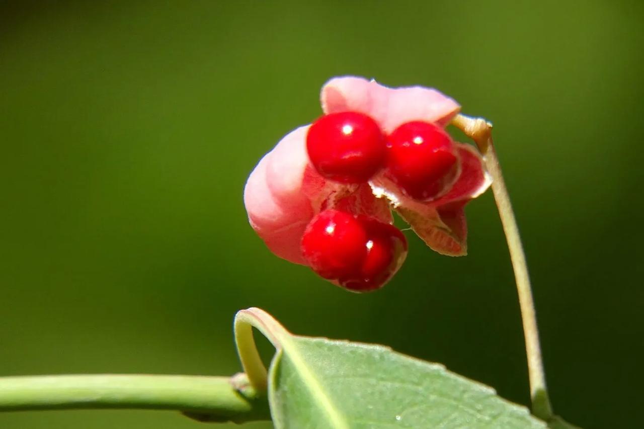 《  像花一样的秋果 》
        有一种情感叫“乡愁”，包含对故乡的思念