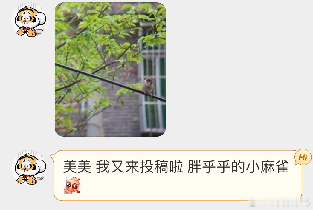 #鸟粉投稿# 离巢的麻雀宝宝正在探索世界，学习生存技能呢 ​​​